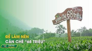 Để làm nên cân chè “68 triệu” | Thái Nguyên TV