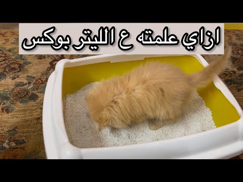 تدريب القط علي دخول الحمام ازاي اعلمه ع الليتر بوكس صندوق الفضلات