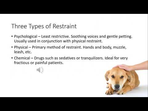 Video: Studie: Hundens immunsystem lämnar dem utsatta när de är ålder