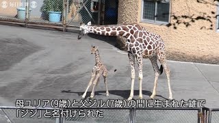 多摩動物公園でキリンの赤ちゃん誕生　1964年以来190頭目