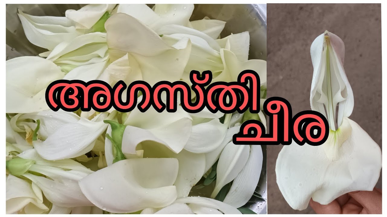 Agathi Cheera | Calcium rich food | Benefits |  Curry recipe 