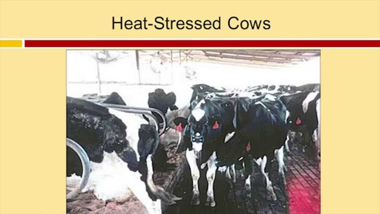 How Long Is A Cow In Heat