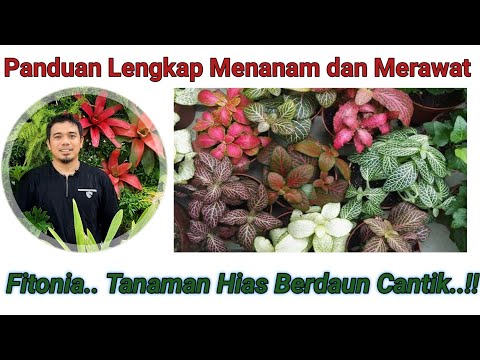 Video: Apakah pembersih udara fittonia?