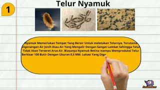 Media Pembelajaran || Metamorfosis Nyamuk Media Pembelajaran || Metamorfosis Nyamuk