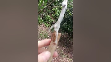 chia sẻ cách ghép cành vải đạt hiệu quả cao