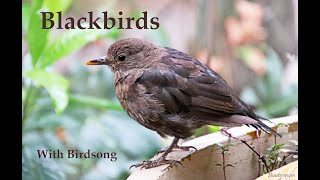 Blackbirds