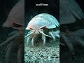The Giant Isopod Has Survived Every Mass Extinction and Looks Exactly Like a Giant Cockroach