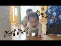 双子の日常：お買い物に誘うとハイハイでやってくる双子