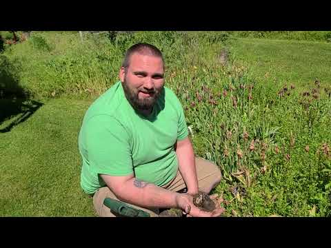 Video: Tips for når du skal grave opp påskeliljer og tulipaner