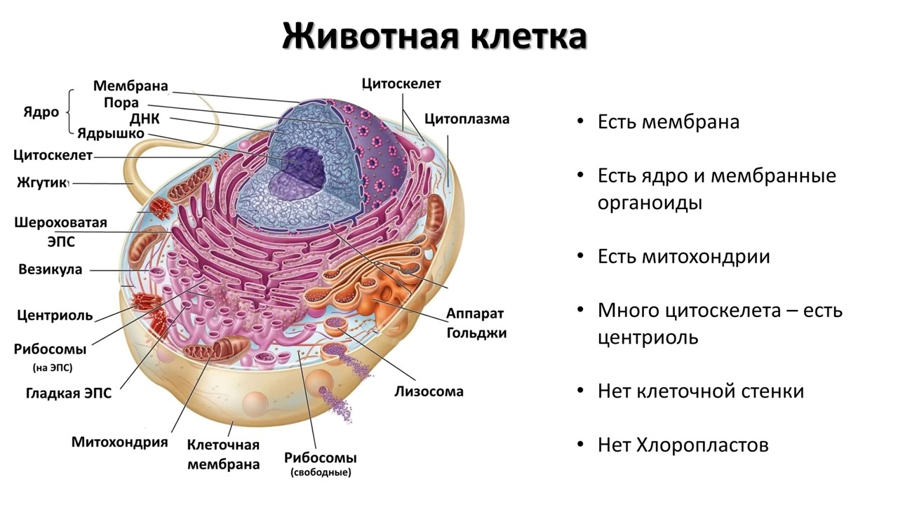 Строение Клетки Человека Фото