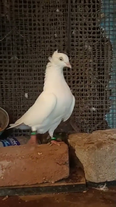 full kata kas Chhota female