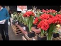 Amaryllis show 2020. In springtime 2021 again new video