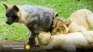 Unbelievable! Young Lions, a Hyena Pup, & a Meerkat Become Best Friends | Smithsonian Channel