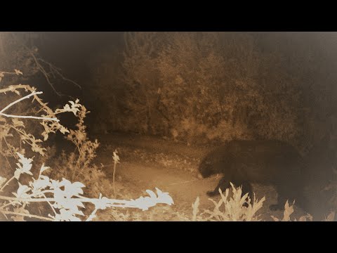 BEAR ATTACK and BEAR PROBLEMS on The CRICK BOTTOM HOMESTEAD