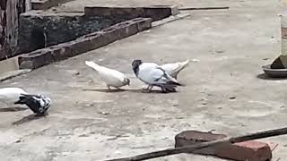 #pigeon attitude 👿