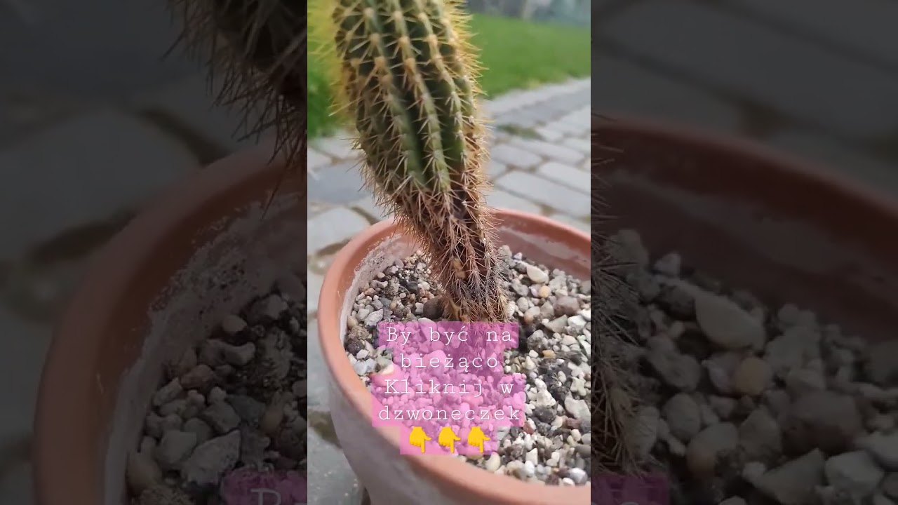 Jak uratowa kaktusa po zimowaniu? #sukulenty #kaktus #kaktusy #siedlce  #cactus #wiosna #skalniak - YouTube