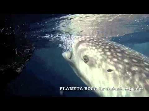 Vídeo: Buceo Libre Con Los Tiburones Ballena De Papúa - Matador Network