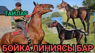 БОЙКАНЫН ЛИНИЯСЫ БАР ТАЙЛАР ЖАЛАЛ-АБАДДАН