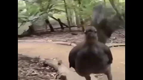 海外面白動画 Mp3