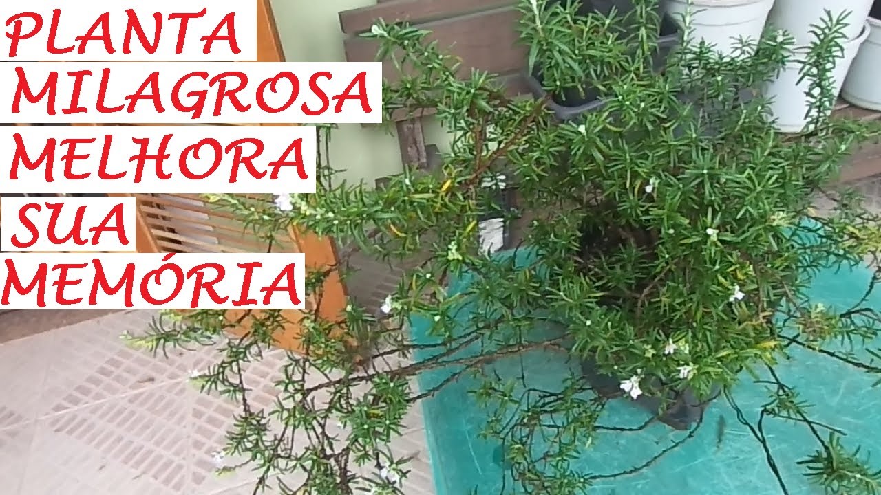 Qual é a boa erva para a memória?