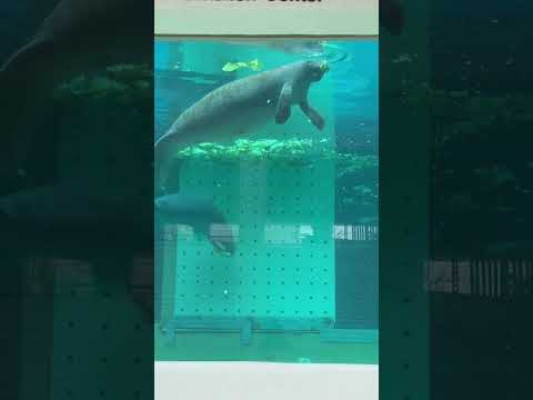 Denim and Dolphins: A Country Night by the Bay!