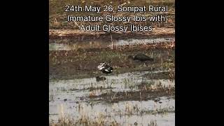 Juvenile Glossy Ibis in Sonipat With Adult Birds #ibis #breeding #birds