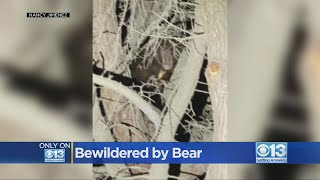 Yuba City woman sees bear in backyard