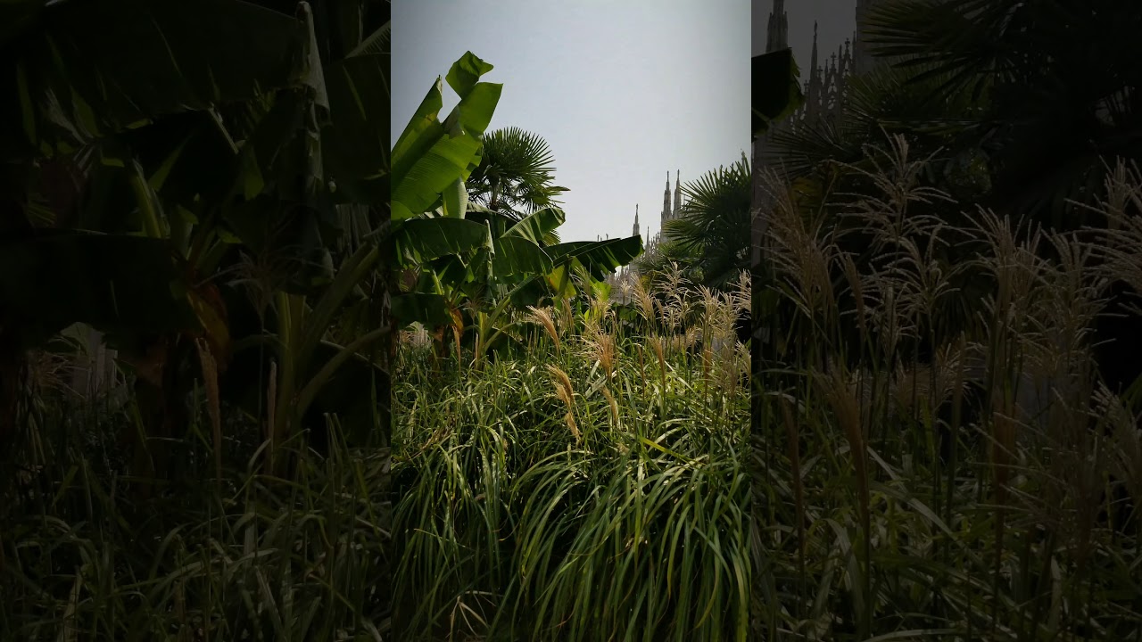 Giardino in piazza del Duomo Milano. Banana, gumamela, grass & palm trees