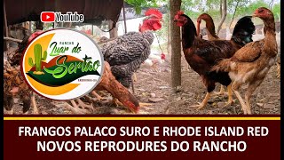 Frangos Polaco Suro E Rhode Island Red, Novos Reprodutores Do Rancho