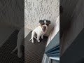 Муза Рузы! Нат животные!