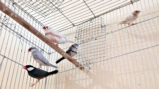 Java Finches || Finch Aviary || Finch Bird Aviary || Wildlife and Nature