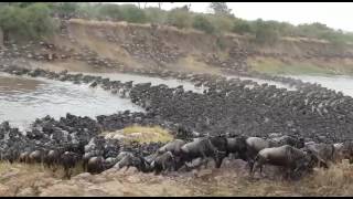 Gosheni Safari's Serengeti Wildebeest River Crossing Migration