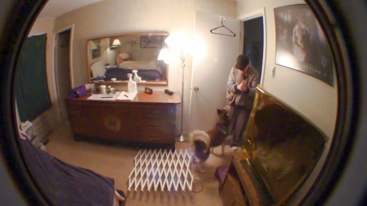 Glory - All Dogs Parkour - Regular Track, Level 4.2