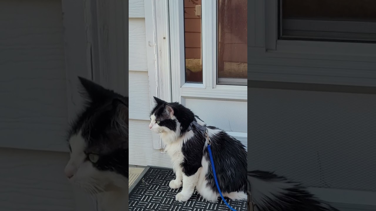 Curious Cat Sniffing Adventure 🐾 | Funny Cat Exploring Everything