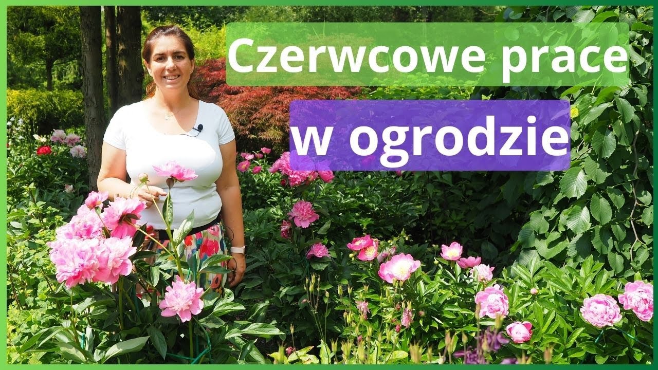 Zaczynamy czerwiec w ogrodzie. Kwitną róże i inne byliny | Ogród Jadzi #199