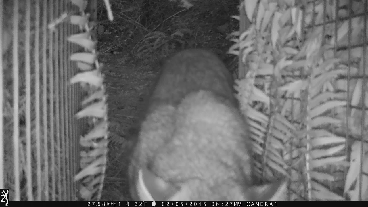 Cage Trapping Bobcats YouTube