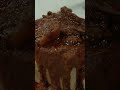 The sacrifice to grow the Burner