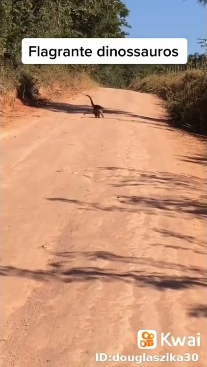 #shorts dinossauro , visto em Minas gerais