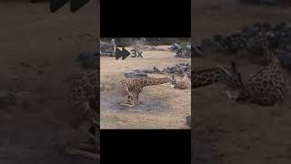 The Truth About How Giraffes Sleep