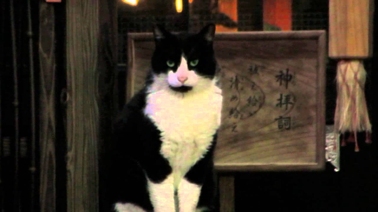 池袋駅前公園水天宮猫さん Youtube
