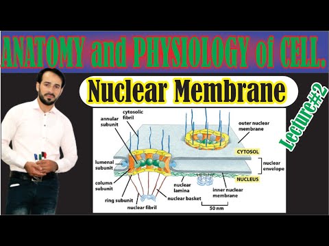 Nuclear Membrane |