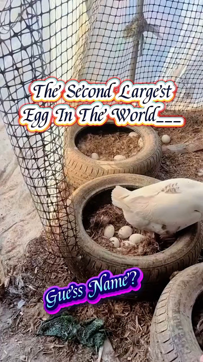 The Second Largest Egg In The World || Geese Eggs -