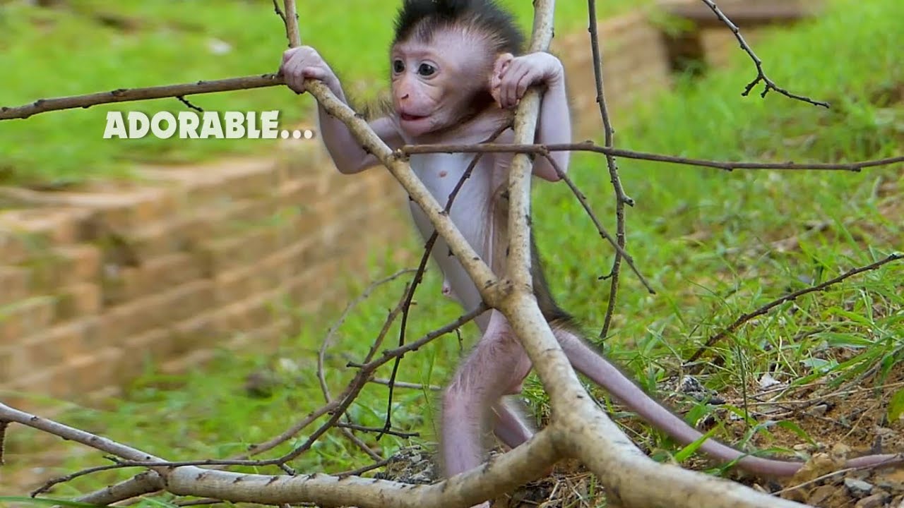 Very cute.. Strong newborn baby monkey Cinn very playing and no scare with jumping and climbing