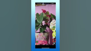 How to Disable Duet Option on TikTok (Quick & Easy)