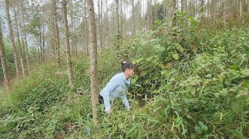 Planting more vegetables, mowing the grass, and taking care of the trees in the forest.