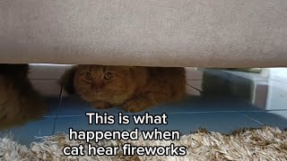 Cat reactions during fireworks