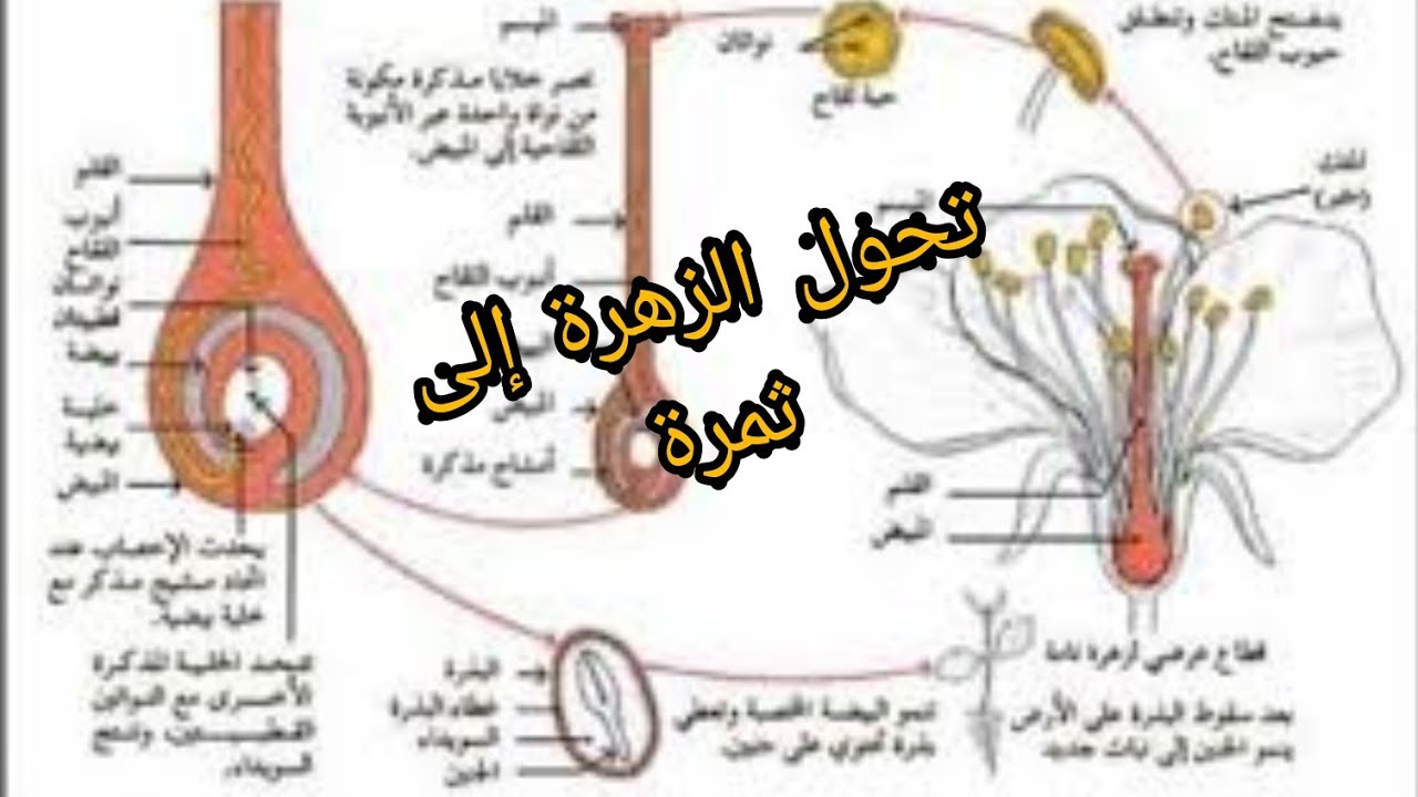 من مزايا التكاثر الجنسي