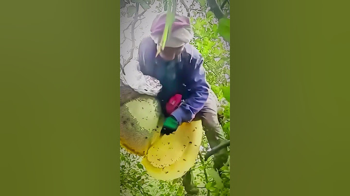 ¡Mira cómo se recolecta miel sin derramar una gota!