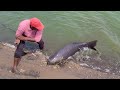 Amazing fishing  10kg4500kg big size rohu fishes to catching in single hook hunting