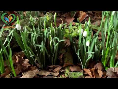 اجمل حالات قل لمن ينتظر سقوطي للشيخ محمود الحسنات